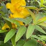 Hypericum patulum Flower