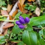 Gentiana clausa Frucht