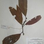 Litsea monopetala その他の提案