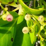 Erithalis fruticosa Fruit