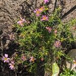 Coreopsis rosea عادت