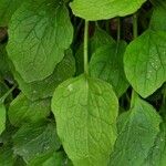 Doronicum austriacum Blad