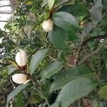 Magnolia figo Õis