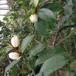 Magnolia figo Blomma