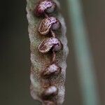 Bulbophyllum calyptratum Kwiat