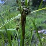 Scirpus atrovirens Fula