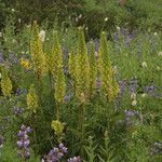 Pedicularis bracteosa 整株植物