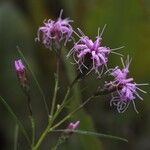 Liatris cylindracea Kwiat