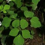 Thalictrum clavatum Hábito