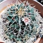 Mammillaria magnimamma പുറംതൊലി