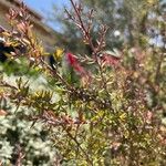 Leptospermum scopariumLeaf