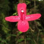 Asteranthera ovata Flower