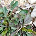 Globularia vulgaris Likasa