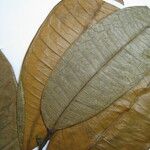 Maquira calophylla Otro