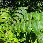 Juglans mandshurica Feuille