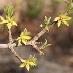 Cassipourea mollis Blüte