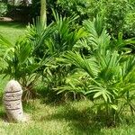 Areca catechu Habit