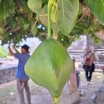 Barringtonia asiatica ഫലം