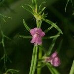 Misopates orontium 花