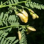 Sesbania herbacea Fruit