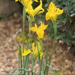 Iris aitchisonii