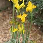 Iris aitchisonii Flor