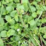 Veronica serpyllifoliaŽiedas