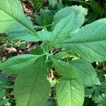 Eutrochium purpureum Leaf