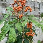 Solanum bonariense Vrucht