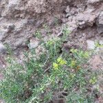 Gymnocarpos decander Hoja