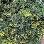 Pittosporum heterophyllumᱵᱟᱦᱟ