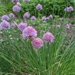 Allium schoenoprasumFlower