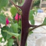 Bougainvillea spp. Bark