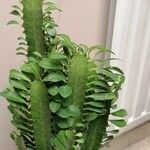 Euphorbia trigona Hoja