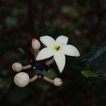 Chassalia zenkeri Lorea