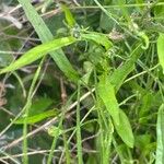 Crepis capillaris Leaf