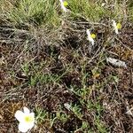 Helianthemum apenninum Habit