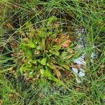 Sarracenia psittacina Yaprak