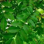 Rosa villosa Leaf