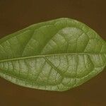 Glycydendron amazonicum Folha
