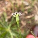 Hypochaeris albiflora Flor