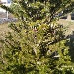 Abies koreanaഇല