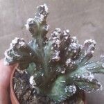 Cereus spegazzinii Leaf
