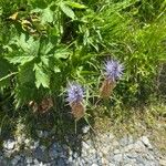 Phyteuma spicatum Flower