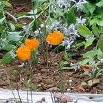 Papaver atlanticum Blomst