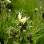 Hieracium intybaceum Други