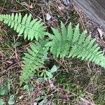 Thelypteris noveboracensis Blatt