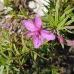 Epilobium dodonaeiBlomst