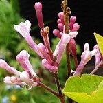 Syringa pubescens Blomma