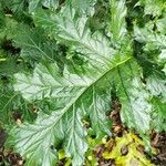 Acanthus mollis Leaf